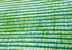 Printed Cotton Cambric Green Stripes