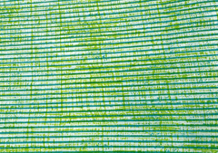 Printed Cotton Cambric Green Stripes