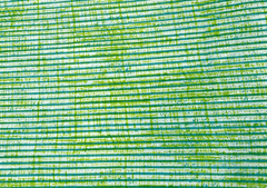Printed Cotton Cambric Green Stripes