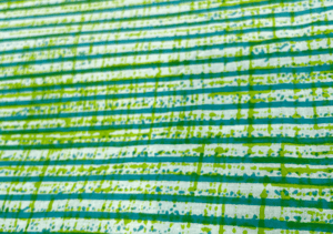 Printed Cotton Cambric Green Stripes